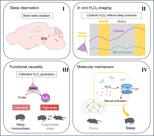 W020250520302470231020.png